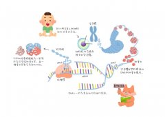 DNA？RNA？基因？染色体？原来是这样